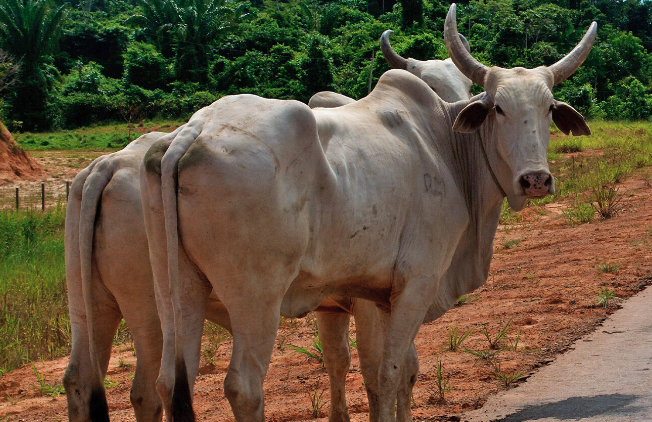 illegal cattle in the Amazon